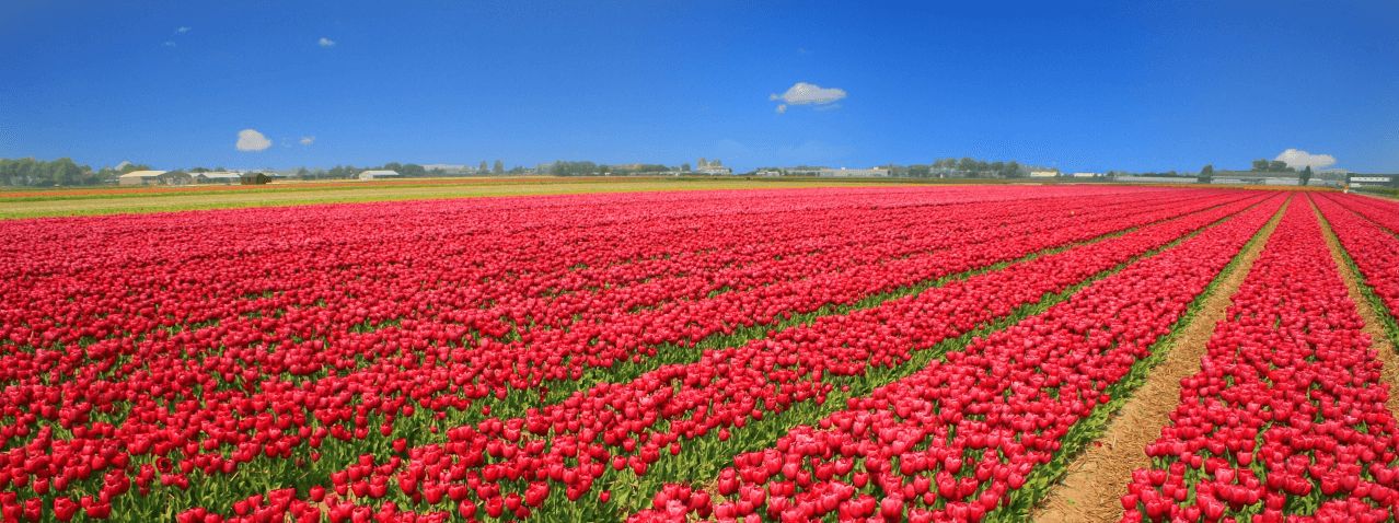 boat&bike : Holland: 8 Day Tulip Tour